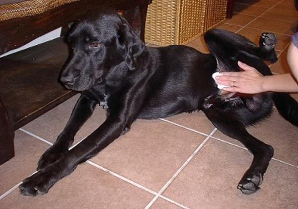 自分から足を広げ湿布されるナイト