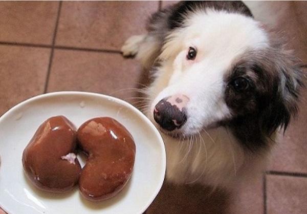 牛のマメ(腎臓)を食べようとする犬