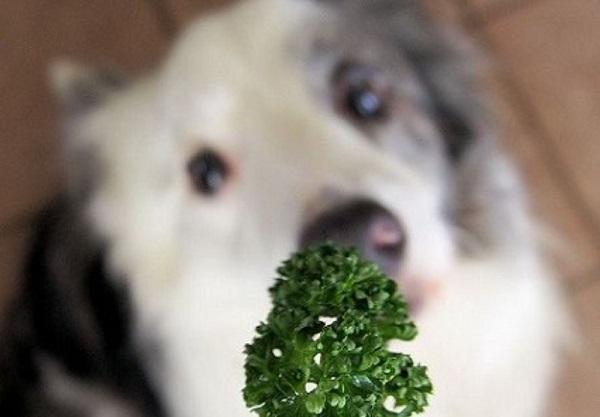 犬とパセリ