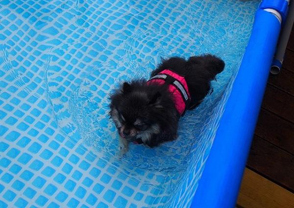 プールで歩く犬