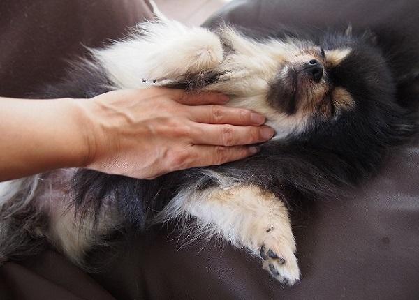 マッサージをしてもらう犬