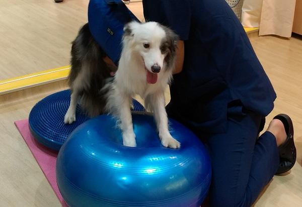 バランスボールの運動