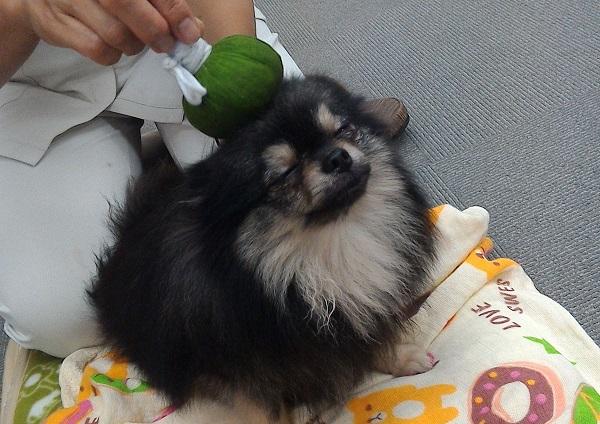 ハーブボールをしてもらう犬