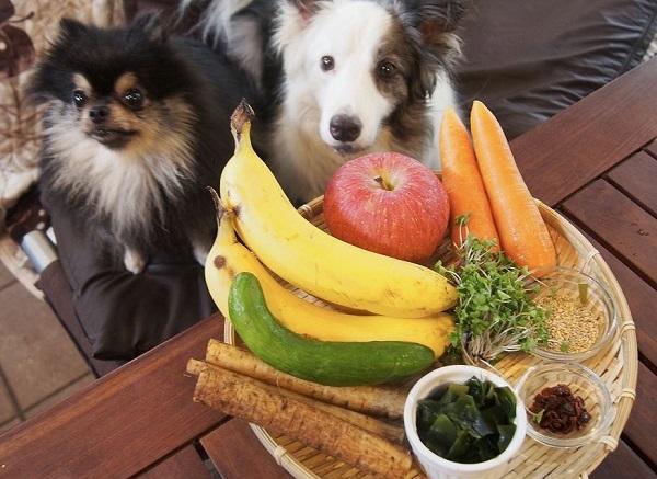 身近な食材と犬