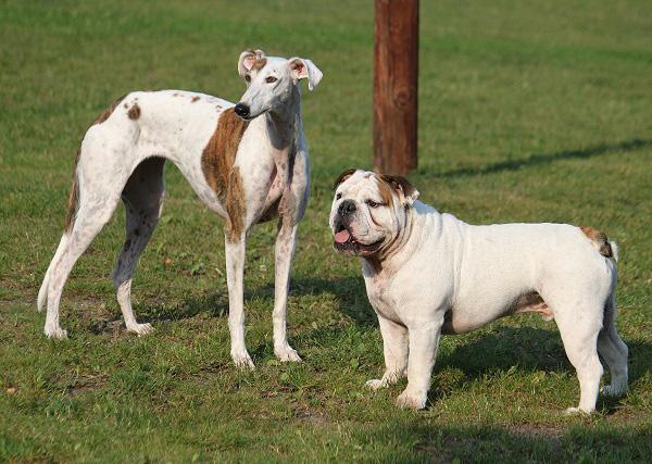 草原に佇む2匹の犬