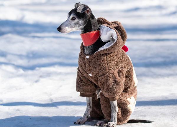 冬服を着る犬