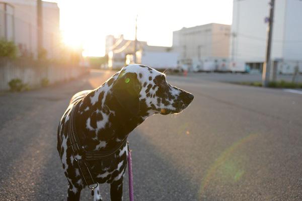 夕方に散歩する犬