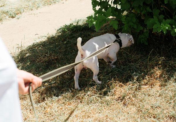 ソファの上で顎を乗せて少し物憂げな表情でこちらを見つめる犬
