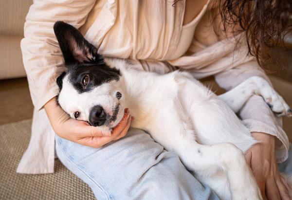ドッグランの水道エリアで、嬉しそうにホースから出る水と戯れる黒い大型犬