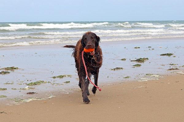 海辺を散歩する犬