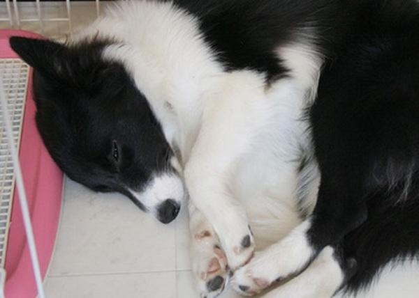 リラックスする子犬