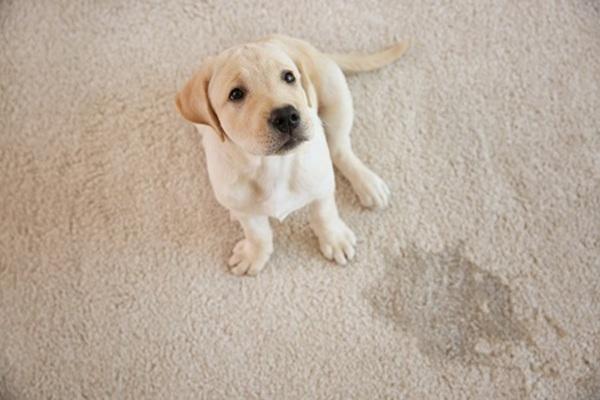 見上げる子犬