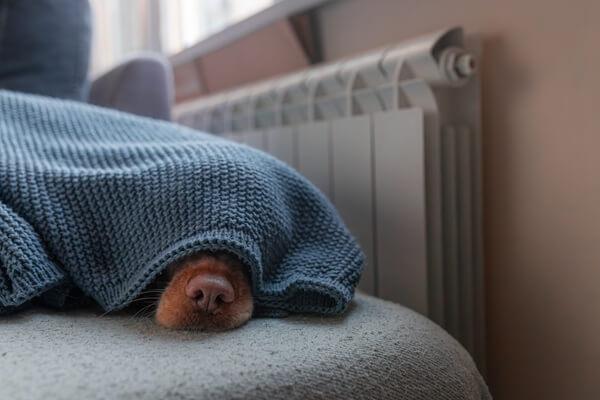 暖房の効いた室内で毛布にくるまる犬