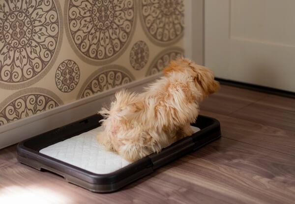 室内トイレのペットシーツで排尿姿勢をとる犬
