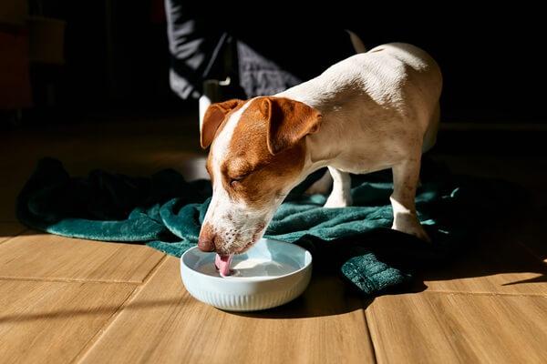 器に入ったミルクやスープを舐めて水分補給をする犬