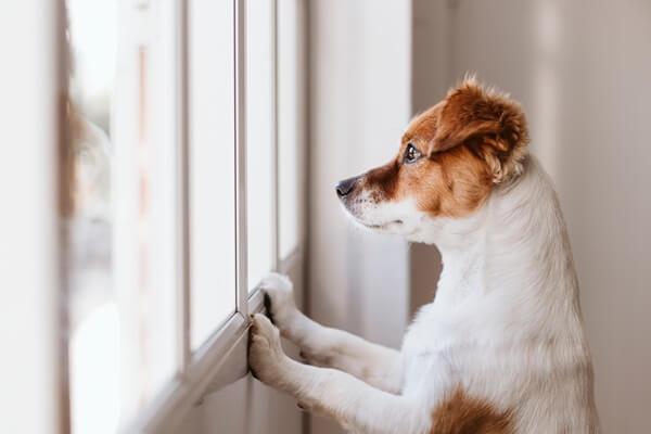 窓の外をじっと見つめる犬