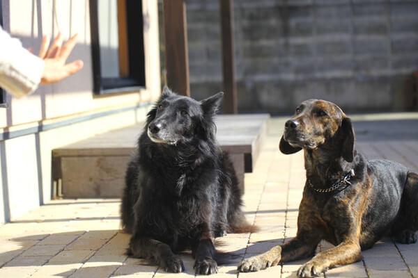 飼い主の指示で落ち着いて伏せをする2匹の犬