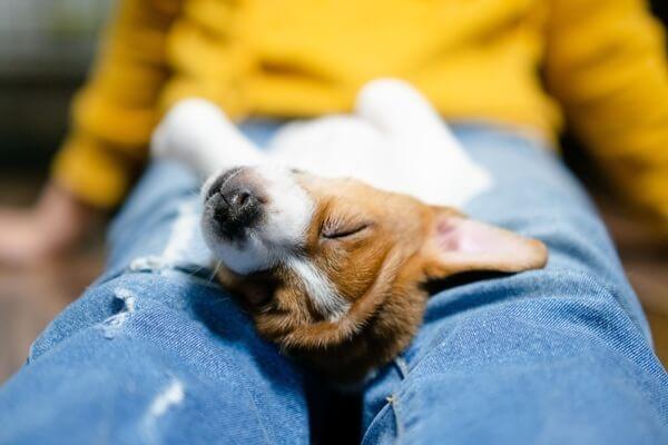 飼い主の膝の上で安心して眠る子犬