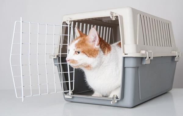 扉が開いたキャリーバッグの中で外の様子をうかがう白茶の猫