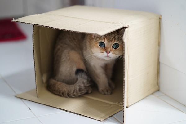 横に倒れた段ボール箱の中に身を潜めている猫