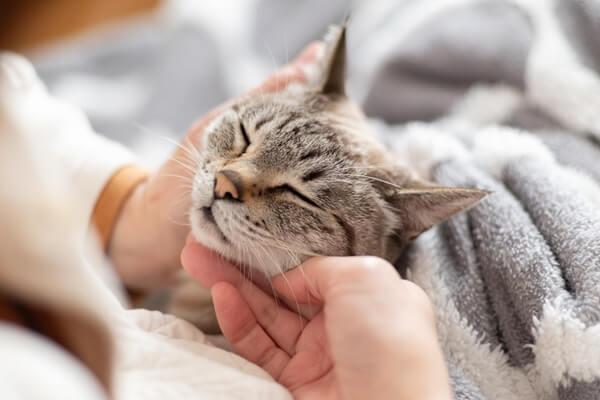 飼い主に優しく撫でられて安心した表情で目を閉じる猫