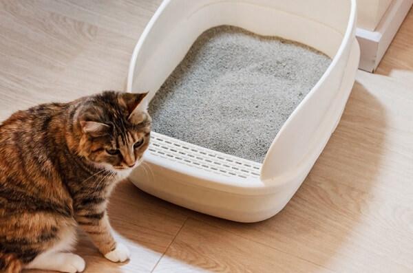トイレの前に座っている猫