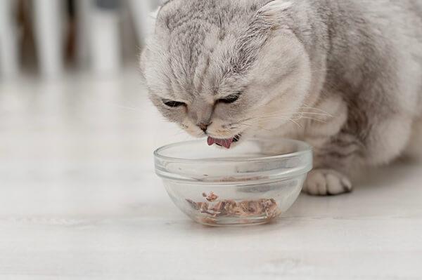 キャットフードを食べている猫