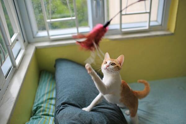 猫じゃらしを追いかける猫