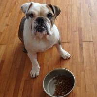 愛犬の食中毒予防～フードの正しい保管方法
