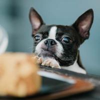 愛犬が胃液を吐く原因と食事でできるケア方法