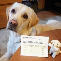 愛犬の献血協力記