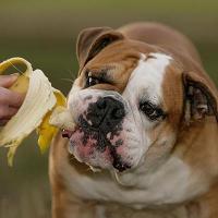 犬にバナナを与えても大丈夫？最適な量や与えるときの注意点