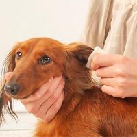愛犬の耳掃除の正しい方法～耳垢・においが気になるとき