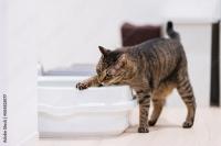 愛猫の理想的なうんちの見分け方と便秘予防のケア