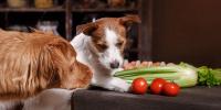 犬にも食物繊維は必要？腸の健康を保つおすすめ食材５つと上手な与え方