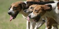 愛犬の口が魚臭い...口臭の原因と対処法