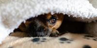 犬が雷を怖がる理由と対処法｜獣医行動診療科認定医が解説