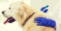 獣医師が解説！犬のワクチン予防接種について 