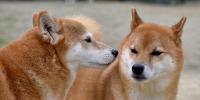 これってけもの臭？犬の臭いの原因と対策を解説