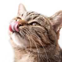 愛猫のお悩み別ごはん選び