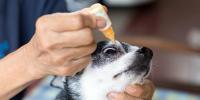 犬の目薬の差し方｜嫌がるときの対処法と練習方法を解説 