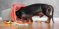 愛犬の誤飲・誤食に要注意！予防策をご紹介！