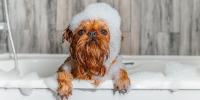 お風呂嫌いを克服！愛犬が嫌がる理由に合わせた「シャンプー選び」と時短のコツ 