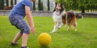 犬を飼う前に考えておきたいこととは？犬種別の特性や飼う前の心得をご紹介