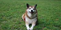 愛犬と信頼関係を築くには？犬の幸せを守る『3つのC』と信頼を高めるルール作り