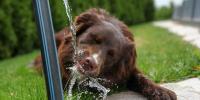 【獣医師解説】犬の熱中症の症状とサインとは？応急処置や予防の暑さ対策