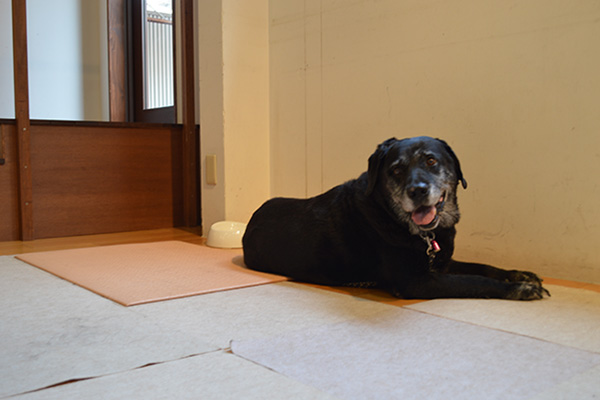 床でリラックスして伏せている黒いシニア犬