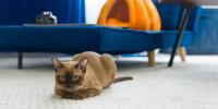 【猫の防災】愛猫を守る防災グッズリストと脱走を防ぐ避難のコツ