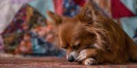 愛犬が足先を舐める・噛む理由と対処法