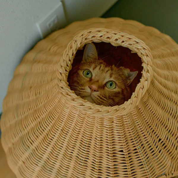 ガーリックネコハウス1